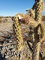 Cylindropuntia munzii 10