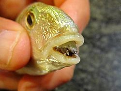 Cymothoa exigua parassita Lithognathus mormyrus.JPG