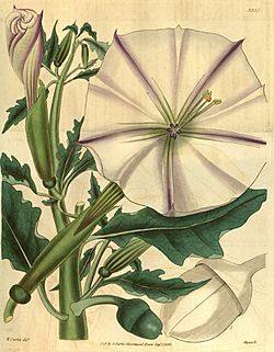 Datura ceratocaula.jpg