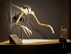 Archivo:Deinocheirus hands