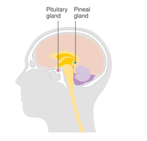 Archivo:Diagram showing the pineal and pituitary glands CRUK 468