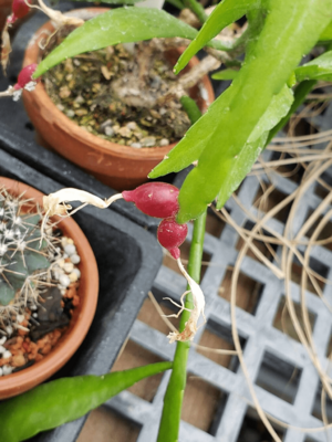 Archivo:Disocactus biformis4