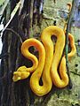 Eyelash viper (Bothriechis nigroadspersus) (8038937662)