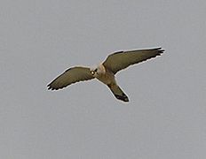 Falco Naumanni2