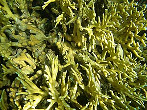 Archivo:Fire corals