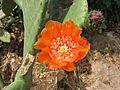 Flor de chumbera