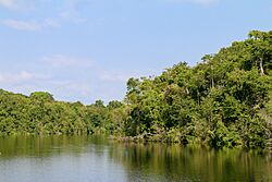 Floresta Nacional de Caxiuanã César Favacho (9).jpg