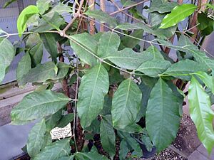 Archivo:Gnetum gnemon (DITSL)