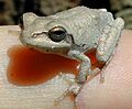 H femoralis USGS