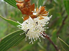 Archivo:Hakea dactyloides flowers 2