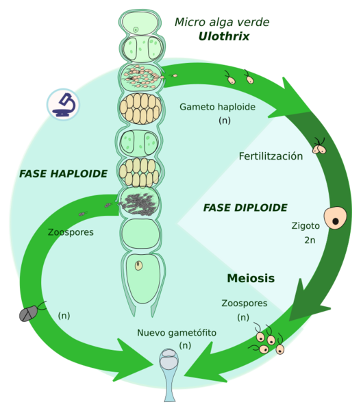 Haploide Castellano