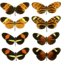 Heliconius mimicry