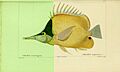 Histoire naturelle des poissons (10438726763)