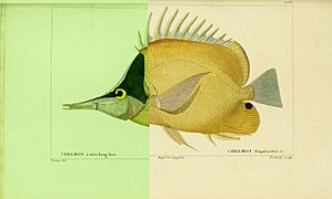 Histoire naturelle des poissons (10438726763)