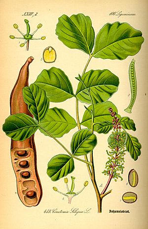 Archivo:Illustration Ceratonia siliqua0
