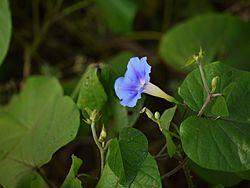 Ipomoea parasitica (Kunth) G. Don (6318118630).jpg