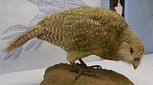 Archivo:Kakapo5