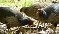 Kalij-pheasant Hawaii
