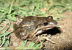 Leptodactylus latinasus02.jpg