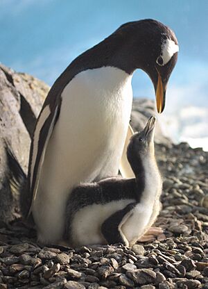 Archivo:MADRE PINGUINO Y CRIA