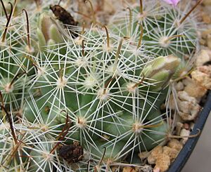 Archivo:Mammillaria boolii 03