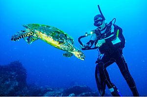 Archivo:Marine Turtle Príncipe Island