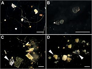 Archivo:Microplastics in sediments