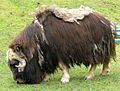 Musk ox, Defiance Point Zoo