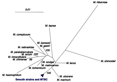 Archivo:Mycobacterium phylogenetic tree