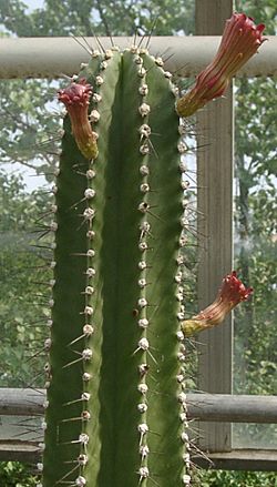 Neobuxbaumia euphorbioides.jpg