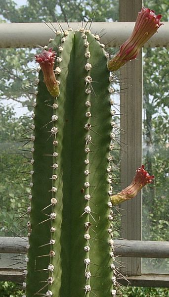 Neobuxbaumia euphorbioides