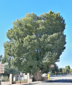 Archivo:Nuevo Baztán (RPS 09-10-2021) Ulmus minor, árbol singular de la Comunidad de Madrid (251)