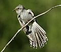 Pallid Cuckoo kobble 650px