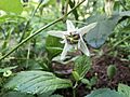 Passiflora bryonioides