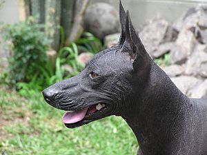 Archivo:Peruvian Hairless Dog