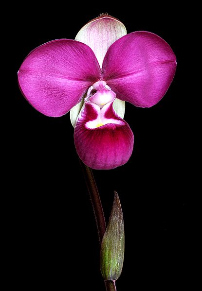 Phragmipedium kovachii bloom