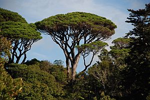 Archivo:Pinus pinea Wellington Botanic Gardens