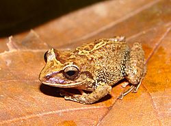 Pristimantis permixtus01.jpg