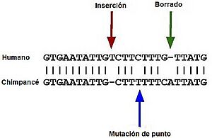 Archivo:Pseudogenees