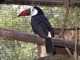 Archivo:Red-billed toucan 31l07