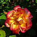 Rosa 'Bonanza', Bad Wörishofen, Alemania, 2019-06-20, DD 03