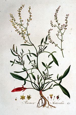 Archivo:Rumex acetosella — Flora Batava — Volume v1