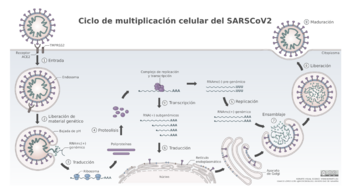Archivo:SARS-CoV-2 ciclo