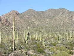 Archivo:Saguaro Arizona USA.