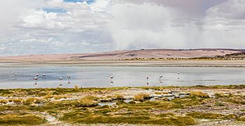 Salar de Tara, Chile, 2016-02-07, DD 81