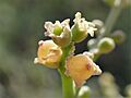 Salvadora persica kz04