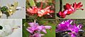 Schlumbergera cultivars variation