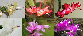 Archivo:Schlumbergera cultivars variation