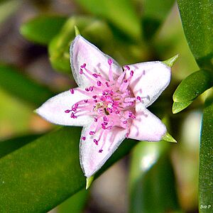 Archivo:Sea-purslane (Sesuvium portulacastrum) (6055035215)
