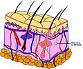 Skin anatomy esp